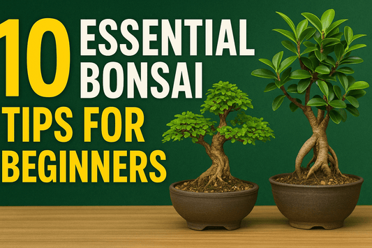 10 Bonsai Tree Questions Every Beginner Asks (With Simple Answers) - Bonsai Barn Shop