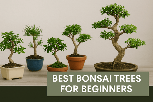 7 Best Bonsai Trees for Beginners - Bonsai Barn Shop