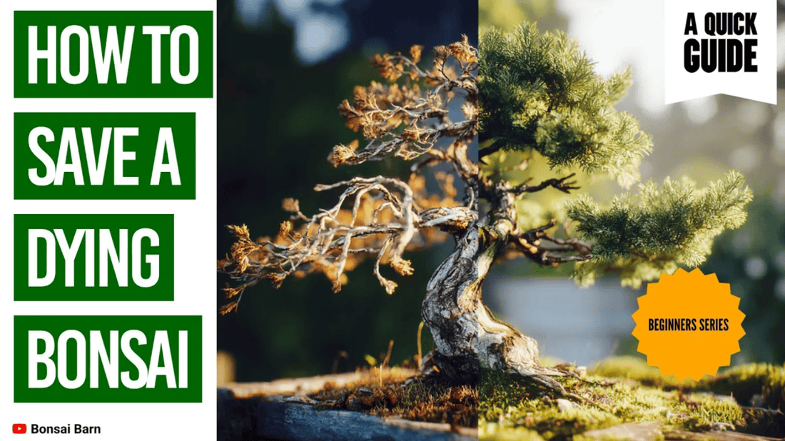 How to Save a Dying Bonsai Tree