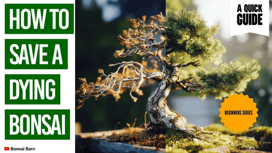 How to Save a Dying Bonsai Tree