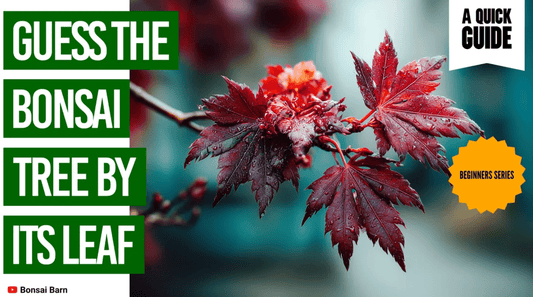 Best Bonsai for Beginners? Guess the Tree by Its Leaf! - Bonsai Barn Shop
