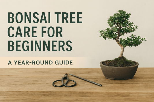 Bonsai Tree Care for Beginners – The Ultimate Year-Round Guide - Bonsai Barn Shop