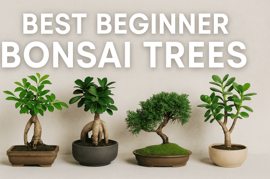 Bonsai Trees for Beginners: Easy Species, Care Tips & Styling Guide - Bonsai Barn Shop