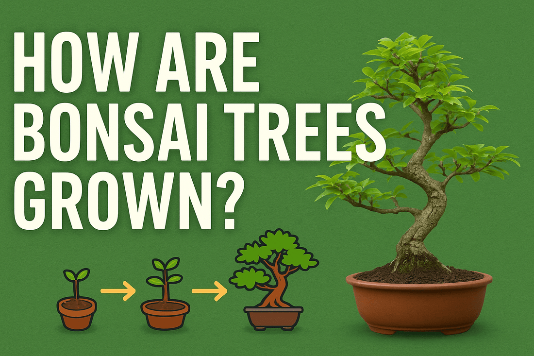 🌿 How Are Bonsai Trees Grown? Bonsai for beginners - Bonsai Barn Shop