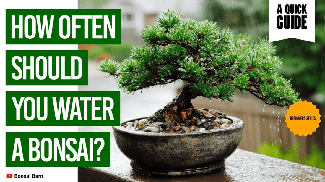 How Often Should You Water a Bonsai? - Bonsai Barn Shop