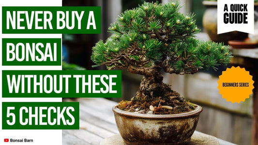 🌿How to Choose a Healthy Bonsai Tree (Beginner-Friendly Guide) - Bonsai Barn Shop