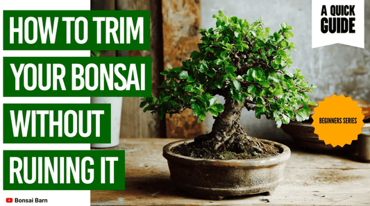 How to Trim Your Bonsai Without Ruining It - Bonsai Barn Shop