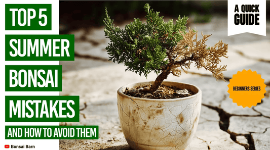 🌞 Top 5 Summer Bonsai Mistakes (And How to Avoid Them!) - Bonsai Barn Shop