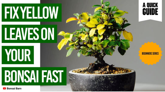 🌿 Why Are My Bonsai Leaves Turning Yellow? Here’s the Easy Fix Beginners Need 🌿 - Bonsai Barn Shop