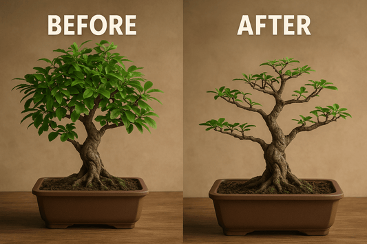 Free Bonsai Care Checklist Guide for Beginners Daily Tree Care Tips - Bonsai Barn Shop