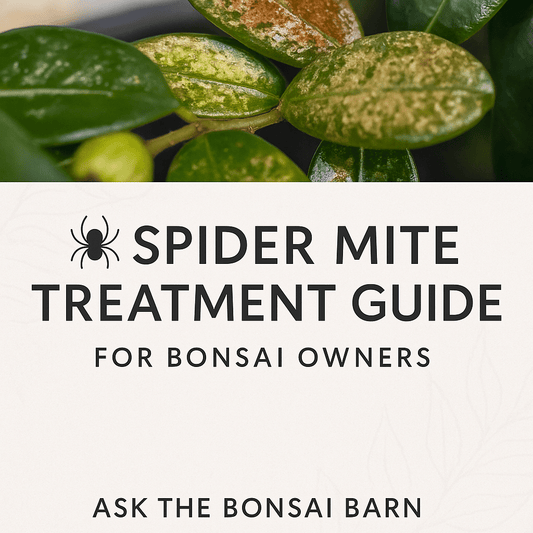 Spider Mite Treatment Guide for Bonsai Owners - Bonsai Barn Shop