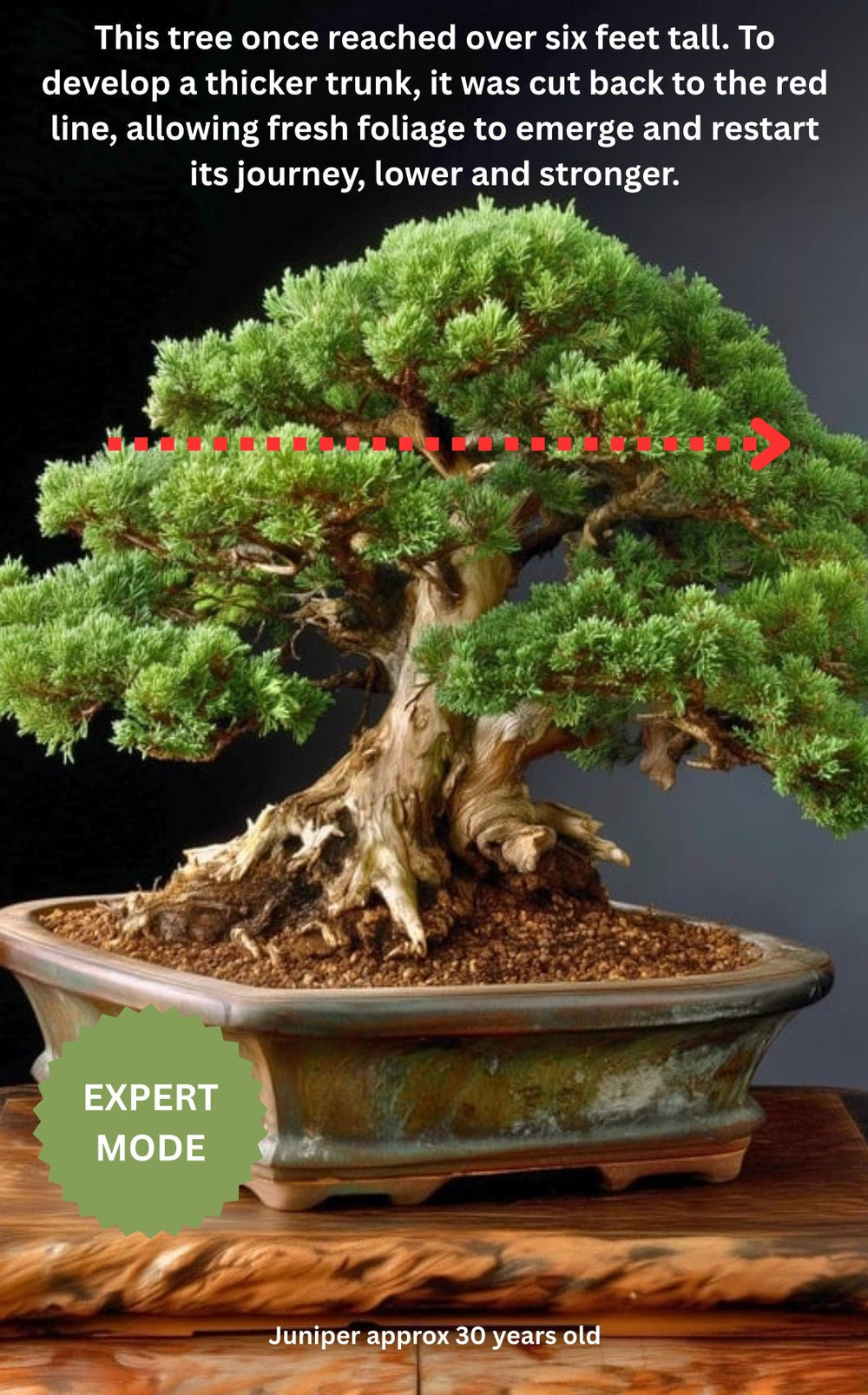 The Essential Bonsai Guide - (eBook) - Bonsai Barn Shop
