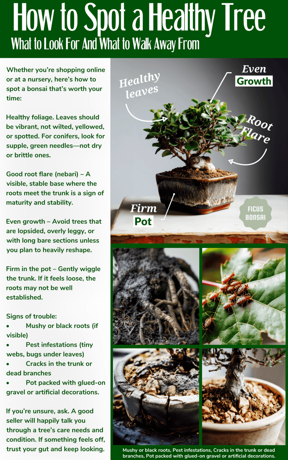 The Essential Bonsai Guide - (eBook) - Bonsai Barn Shop