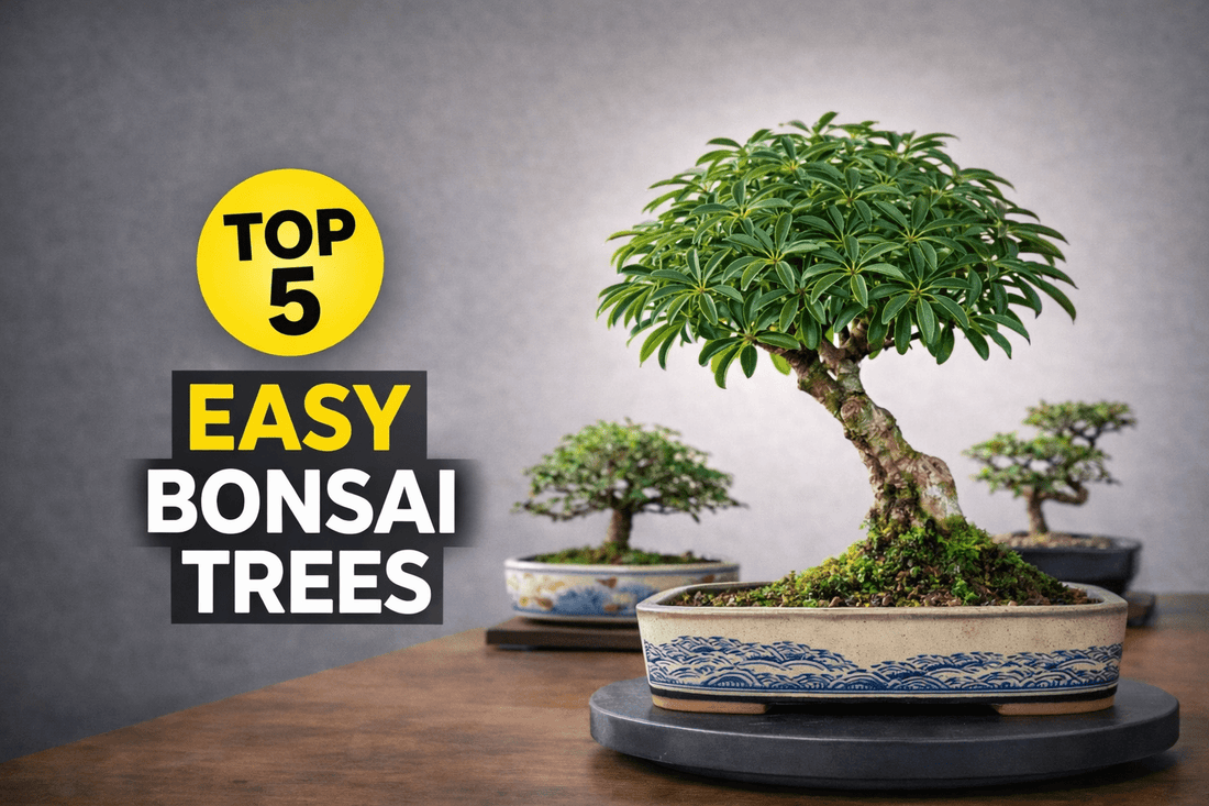 5 Indoor Bonsai Trees for Beginners (Easy to Care For & Hard to Kill) - Bonsai Barn Shop