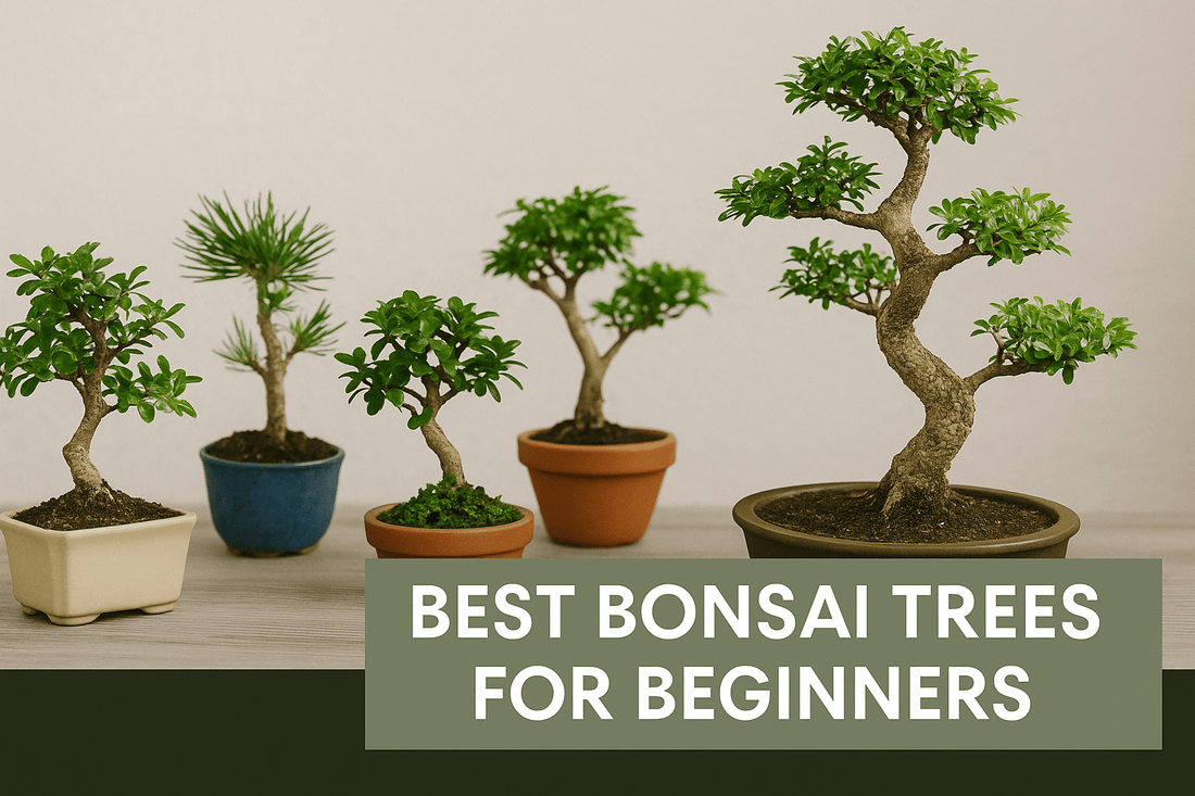 7 Best Bonsai Trees for Beginners - Bonsai Barn Shop