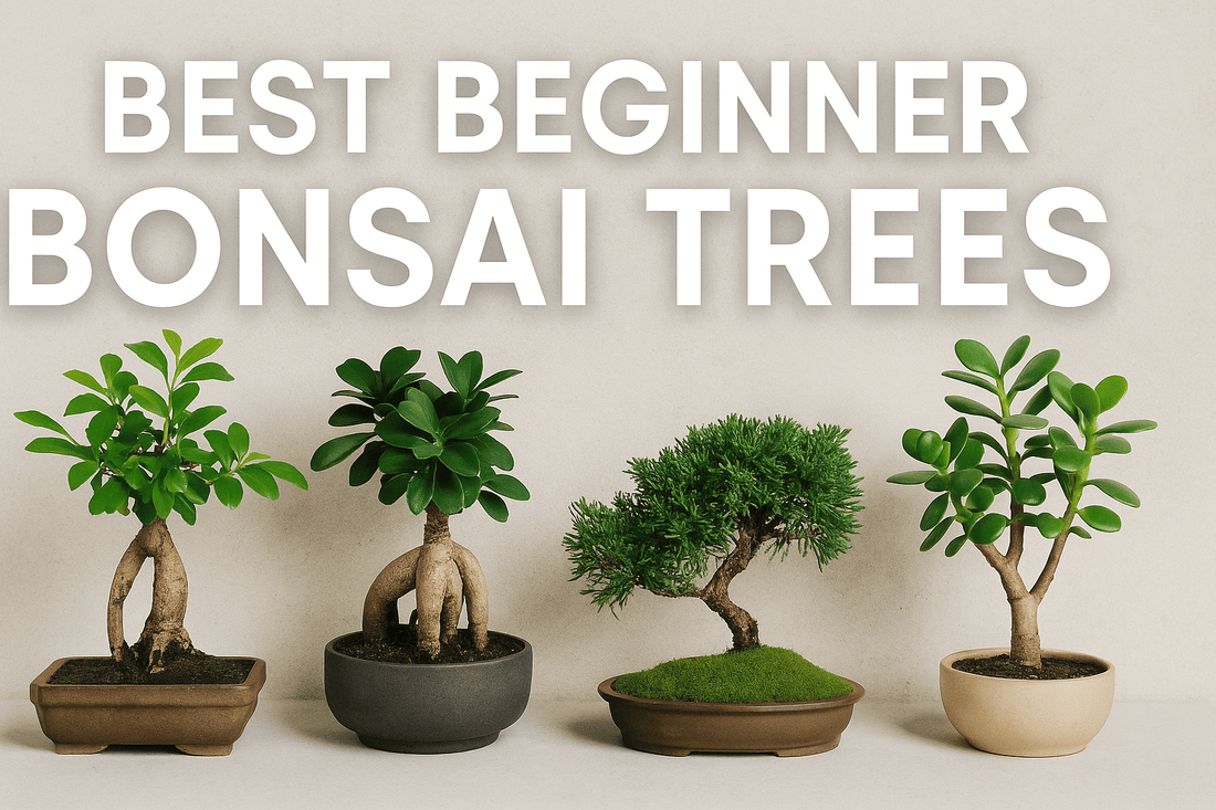 Bonsai Trees for Beginners: Easy Species, Care Tips & Styling Guide - Bonsai Barn Shop