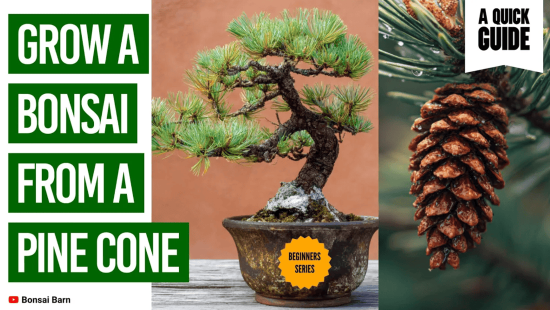 Can You Really Grow a Tree from a Pine Cone? Here’s the Truth - Bonsai Barn Shop