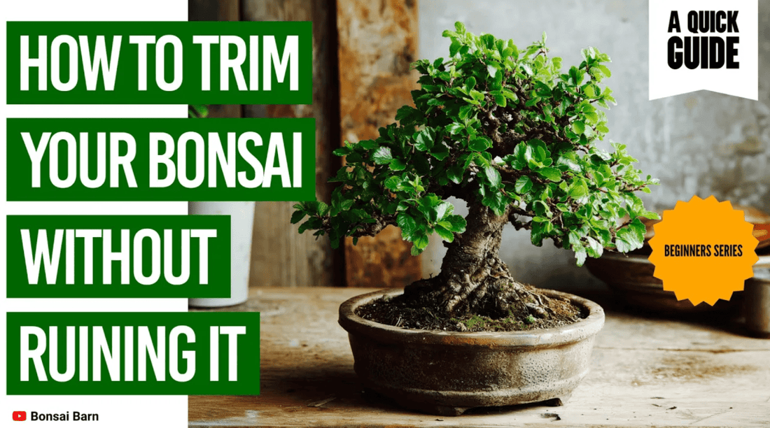 How to Trim Your Bonsai Without Ruining It - Bonsai Barn Shop