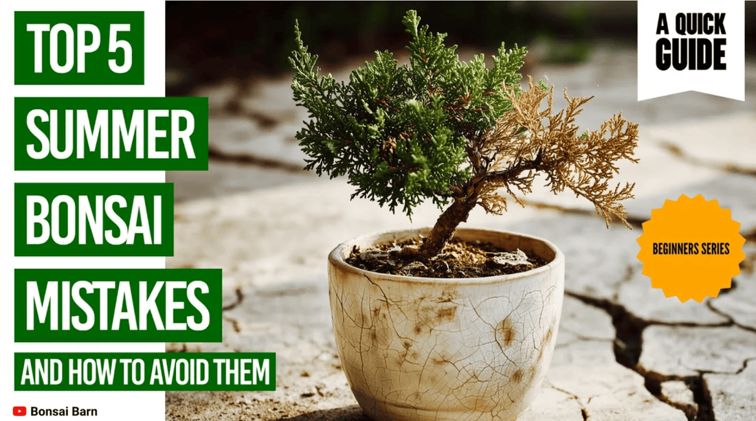 🌞 Top 5 Summer Bonsai Mistakes (And How to Avoid Them!) - Bonsai Barn Shop