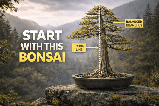 Why Formal Upright Bonsai Is the BEST Style for Beginners (Start Here) - Bonsai Barn Shop