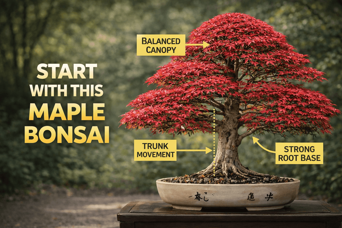 Your Japanese Maple Bonsai Might Be Dying 🍁 (3 Things to Fix Today) - Bonsai Barn Shop