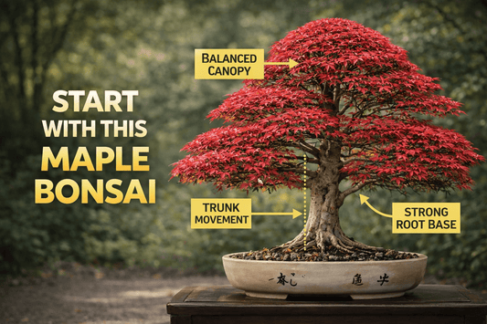 Your Japanese Maple Bonsai Might Be Dying 🍁 (3 Things to Fix Today) - Bonsai Barn Shop